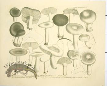 Mushroom Atlas 50